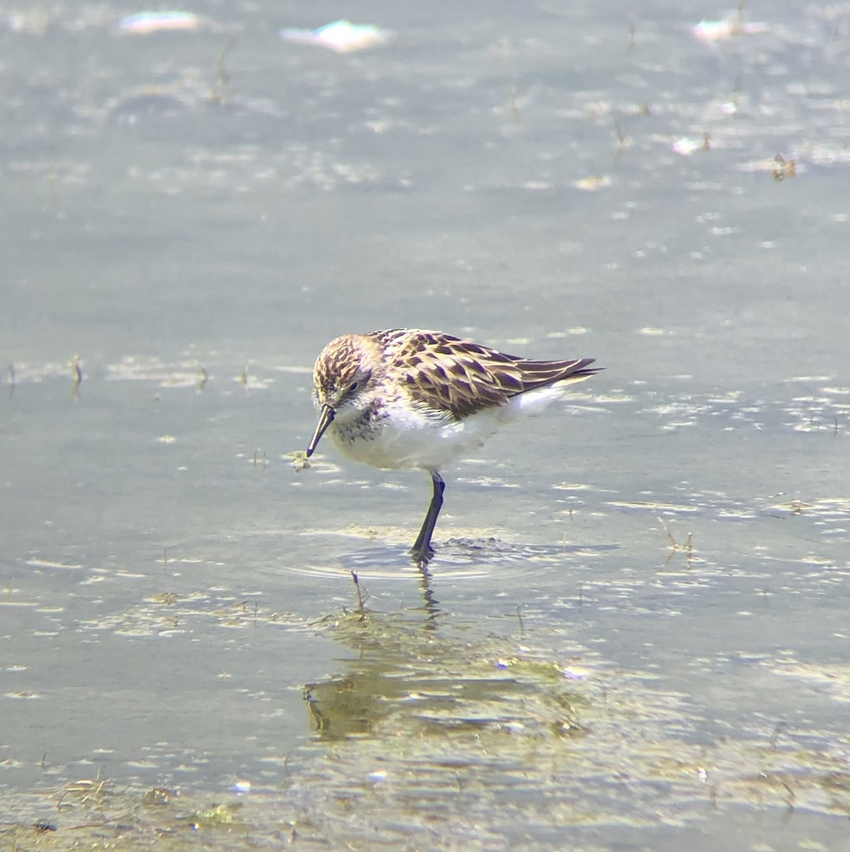 Semipalmated Sandpiper - ML620316461