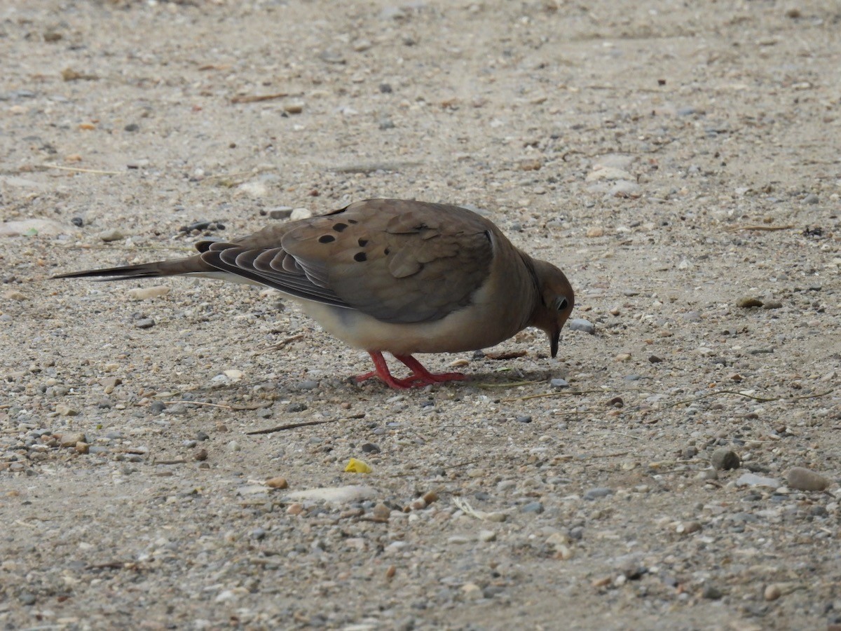 Mourning Dove - ML620316465