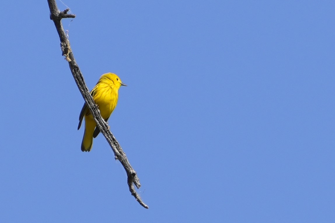 Yellow Warbler - ML620316468