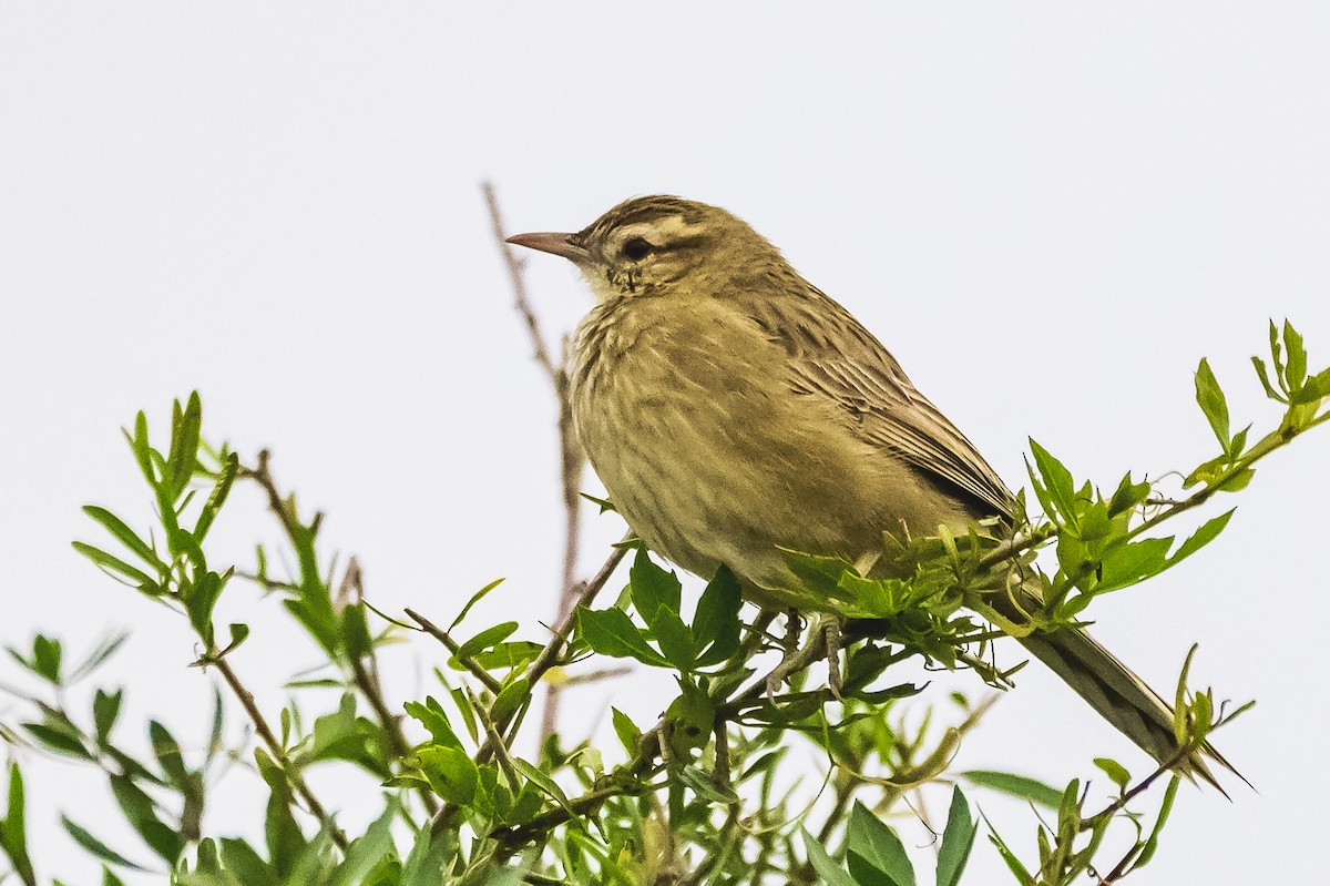 ニワカマドドリ - ML620316469