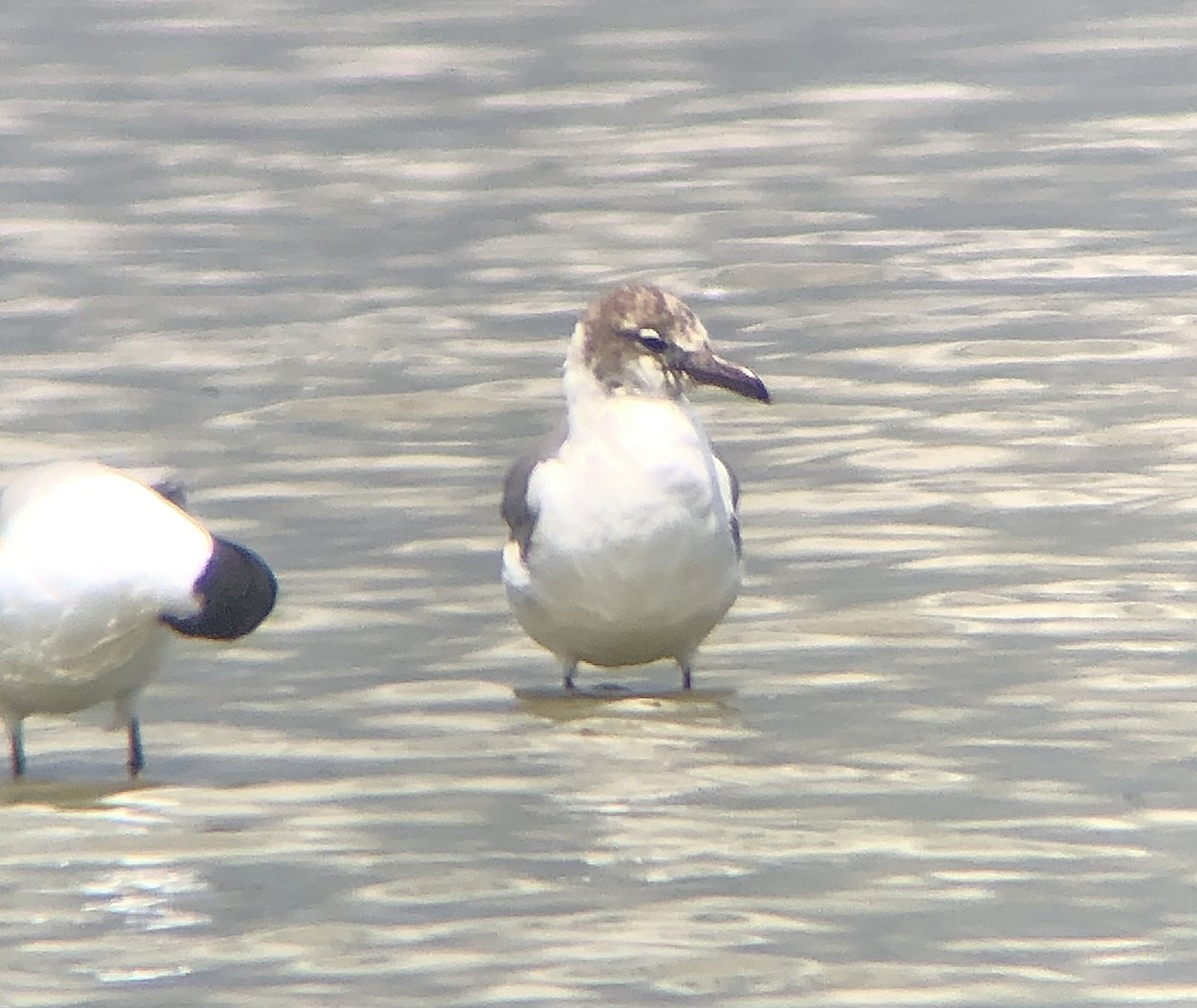 Gaviota Guanaguanare - ML620316474