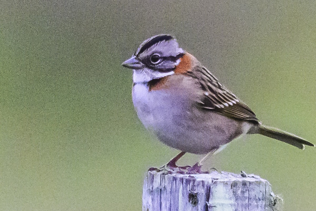 Rufous-collared Sparrow - ML620316477