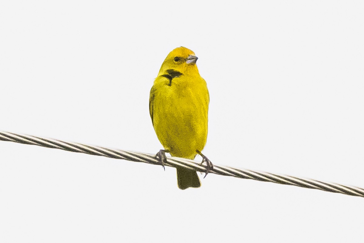 Saffron Finch - ML620316479