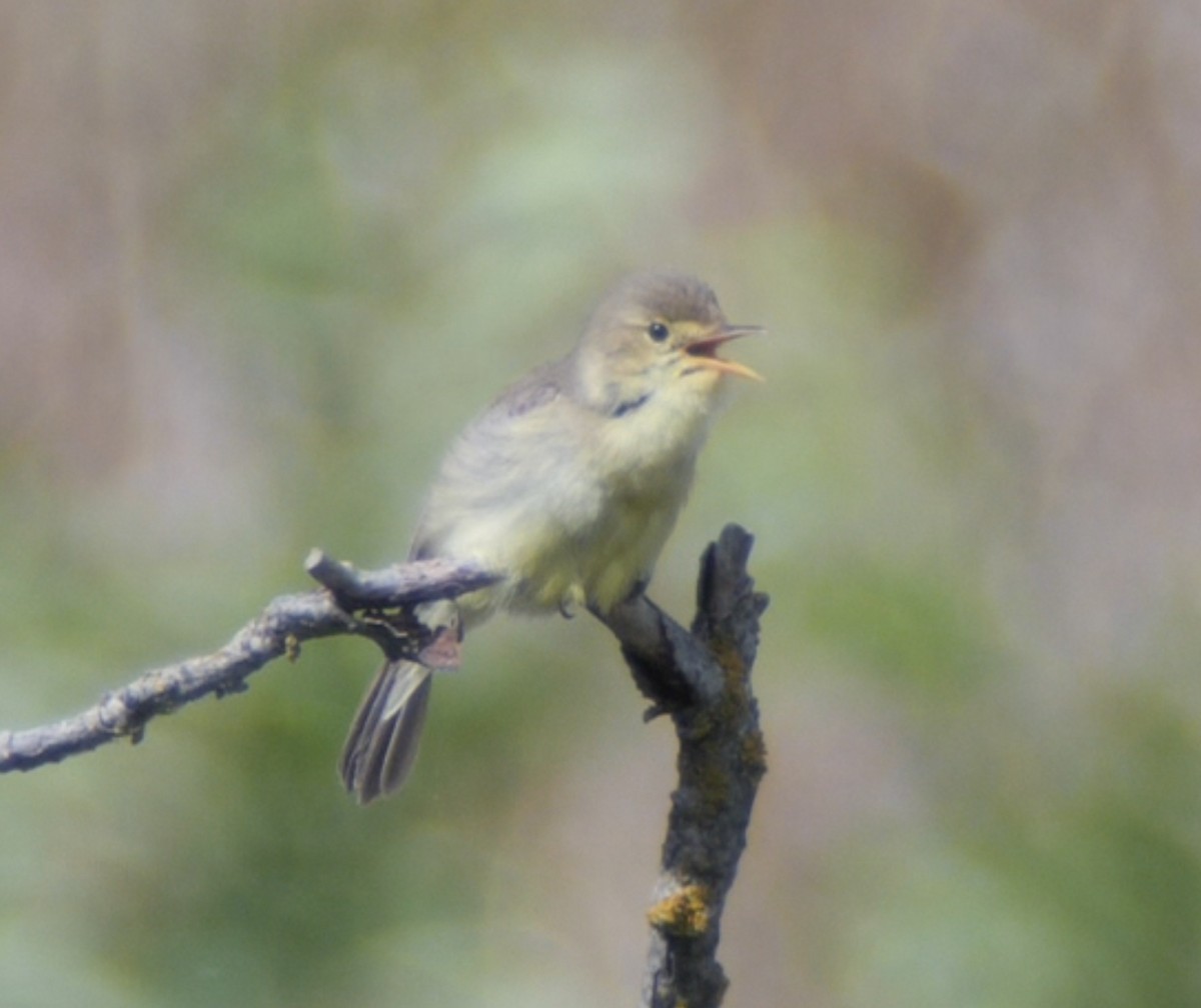 Melodious Warbler - ML620316480