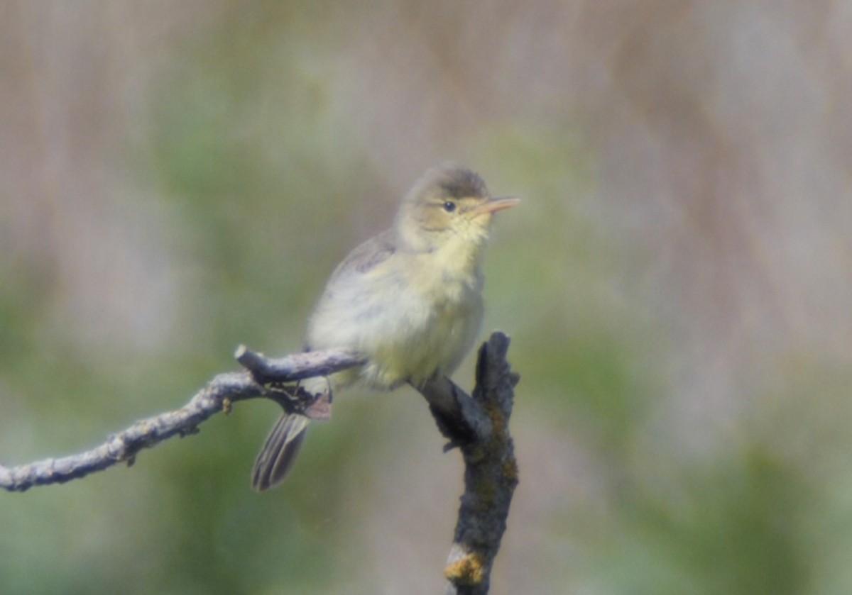 Melodious Warbler - ML620316481