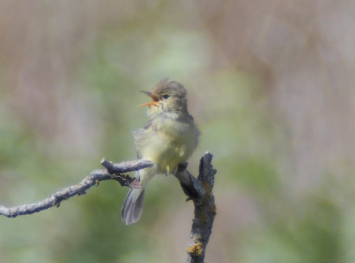 Melodious Warbler - ML620316482
