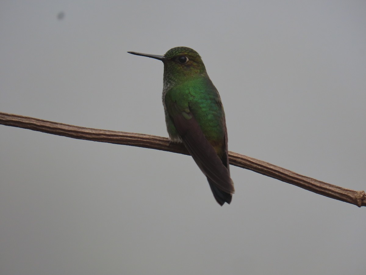 kolibřík zelenkavý - ML620316486