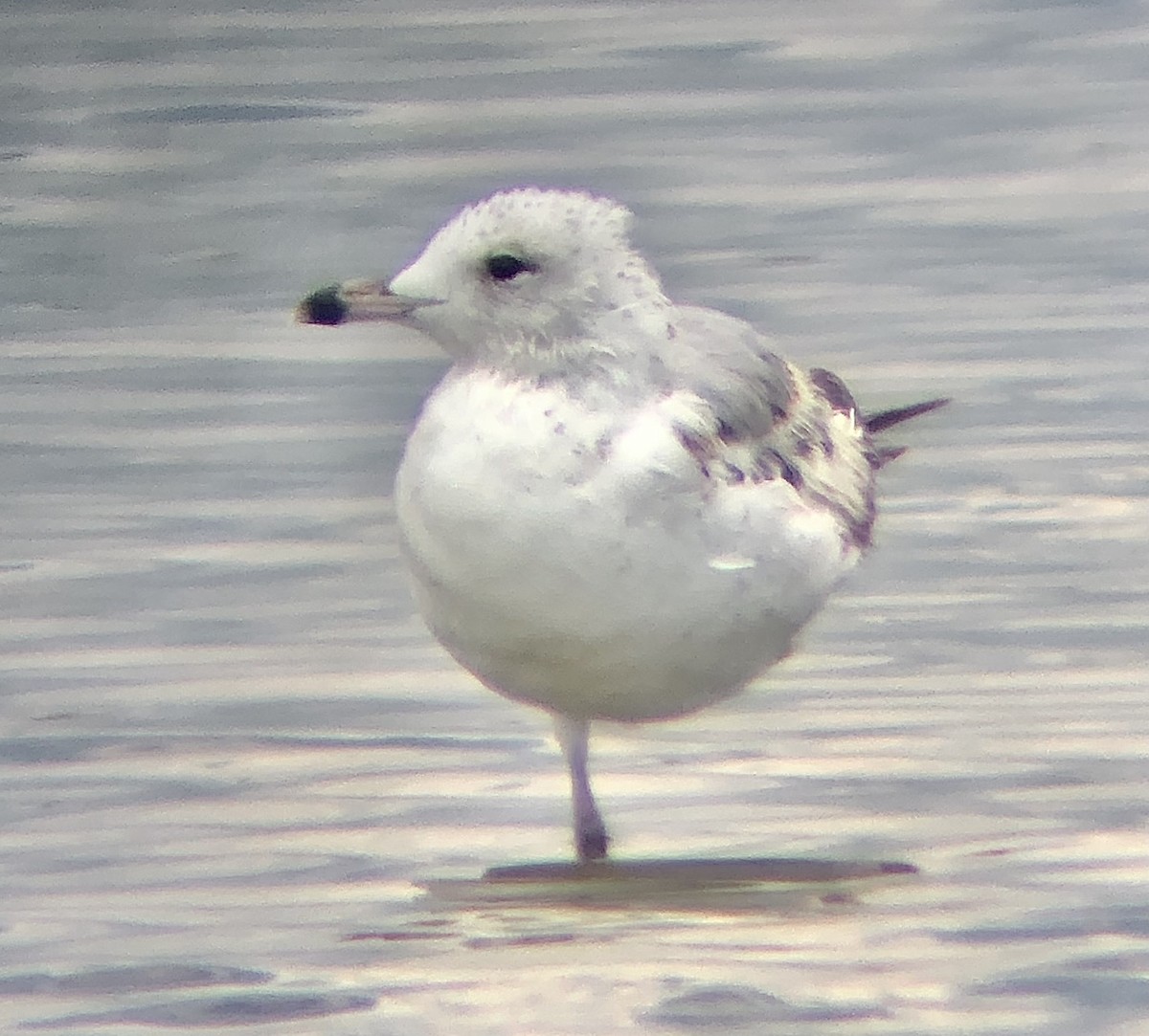 Ring-billed Gull - ML620316489