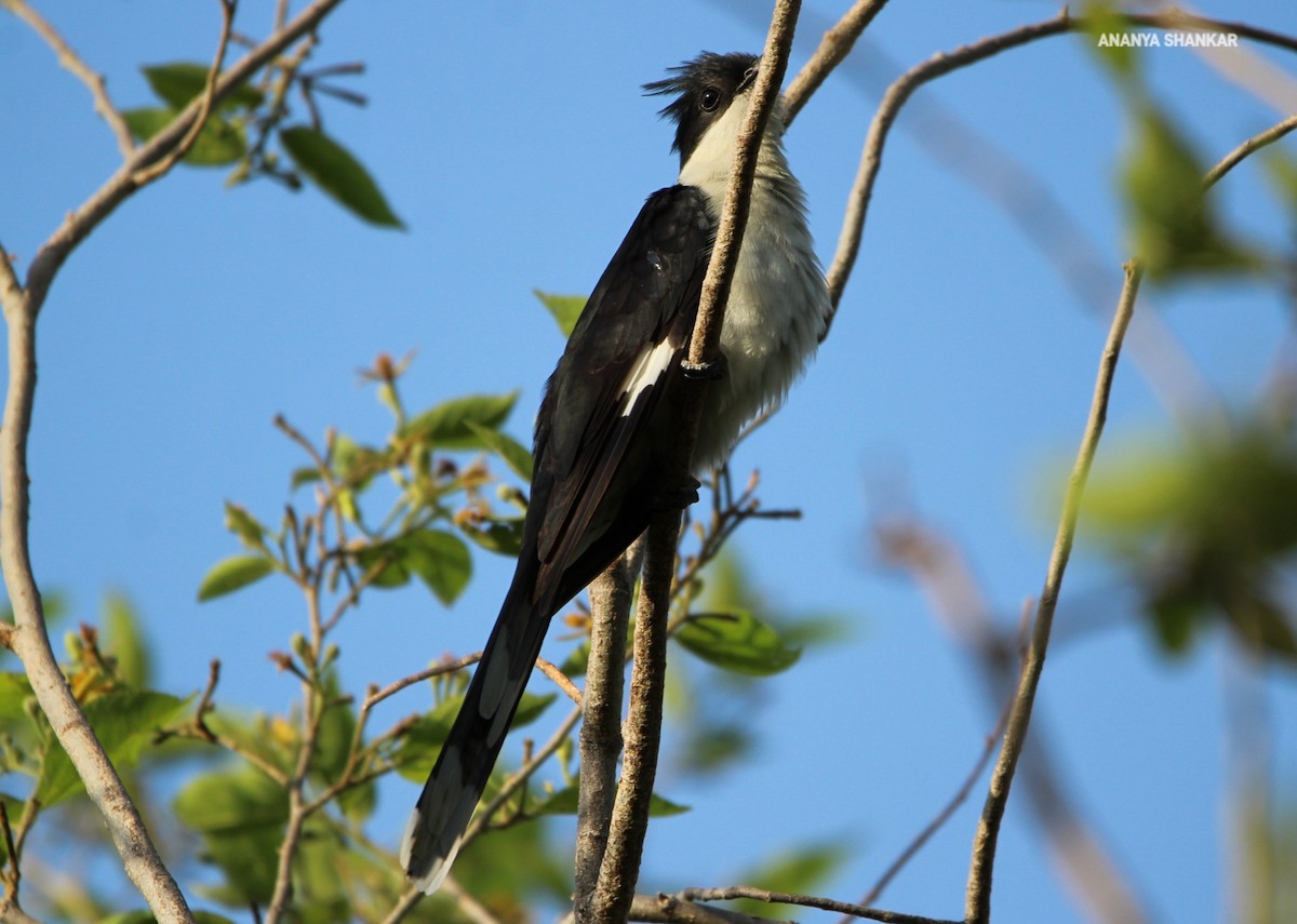 Pied Cuckoo - Ananya Shankar