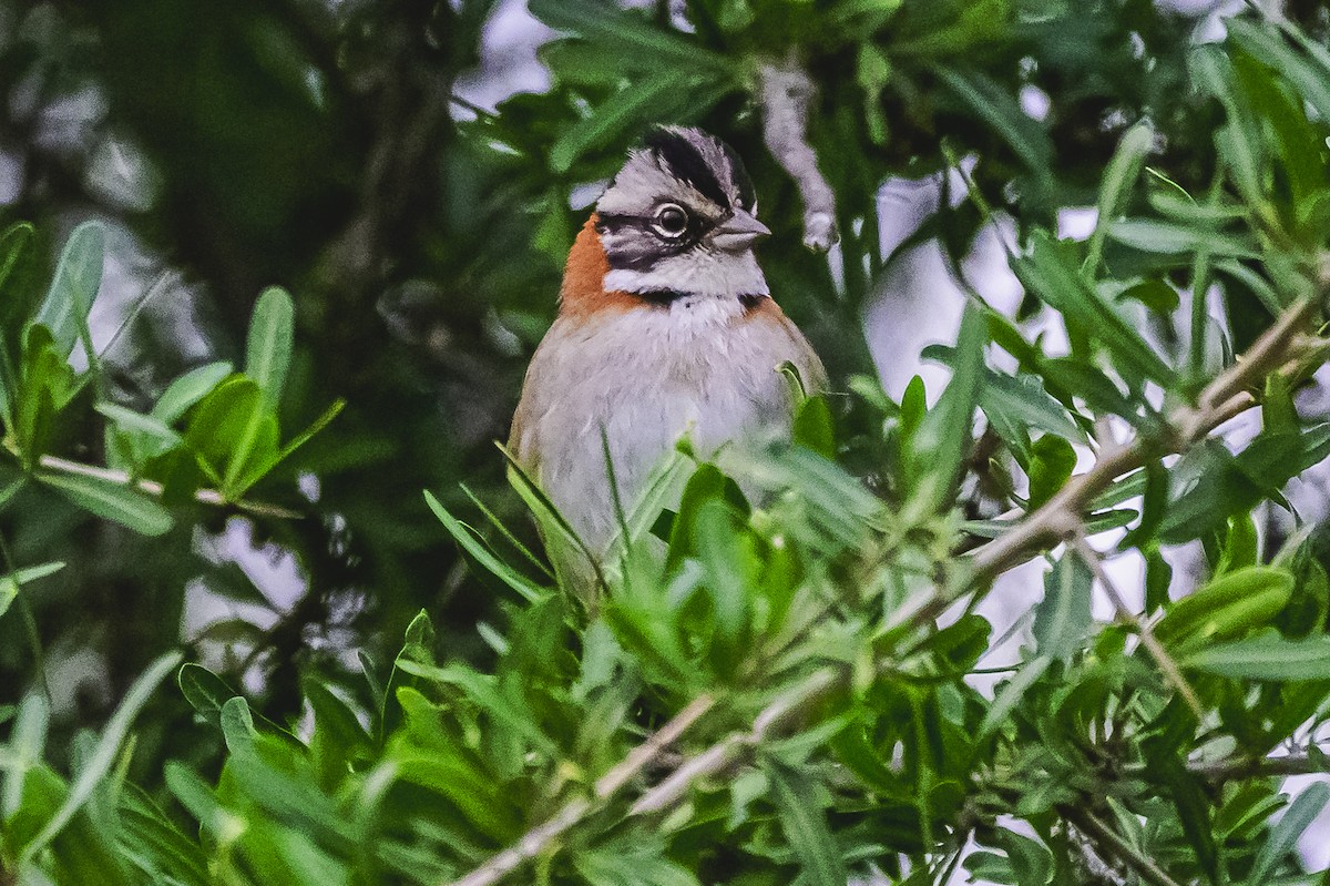 Rufous-collared Sparrow - ML620316498