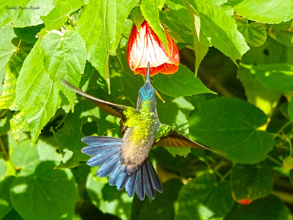 kolibřík indigovohlavý - ML620316499