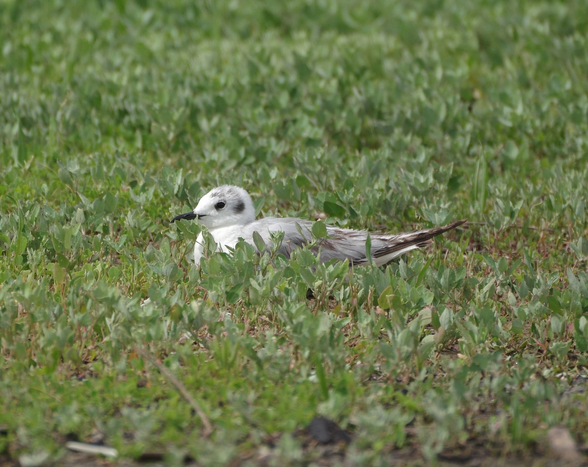 Bonaparte's Gull - ML620316514