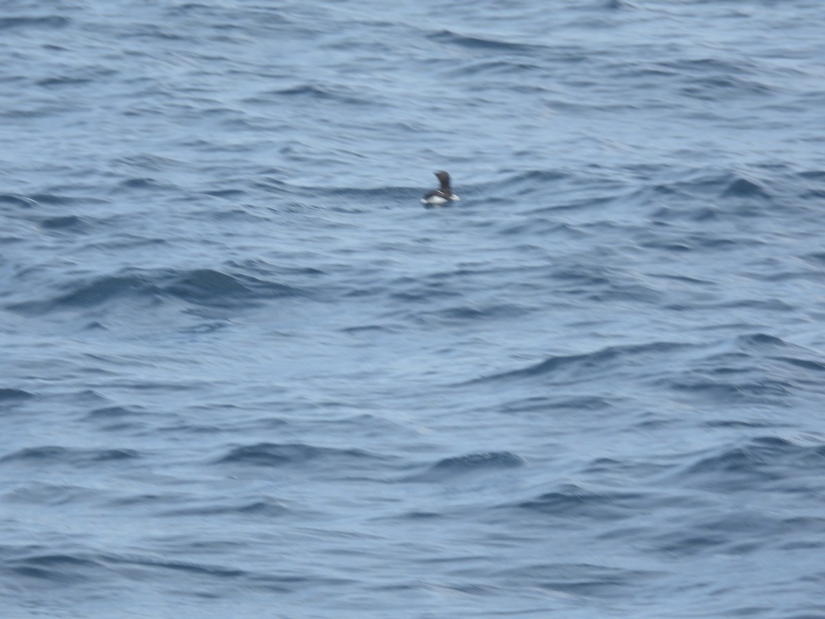 Thick-billed Murre - ML620316524