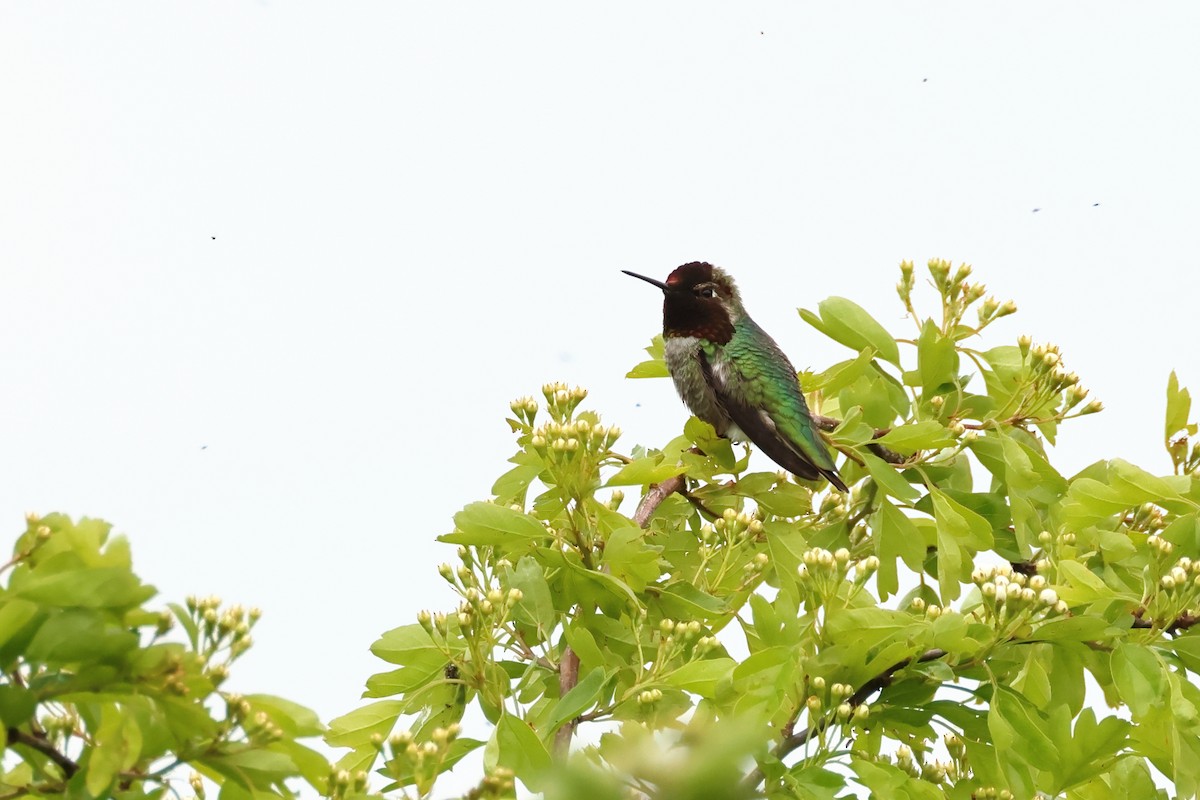 Anna's Hummingbird - ML620316535