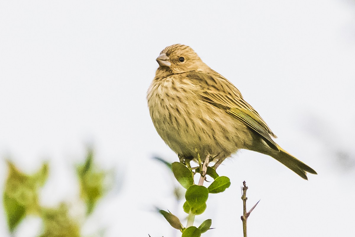 Saffron Finch - ML620316538