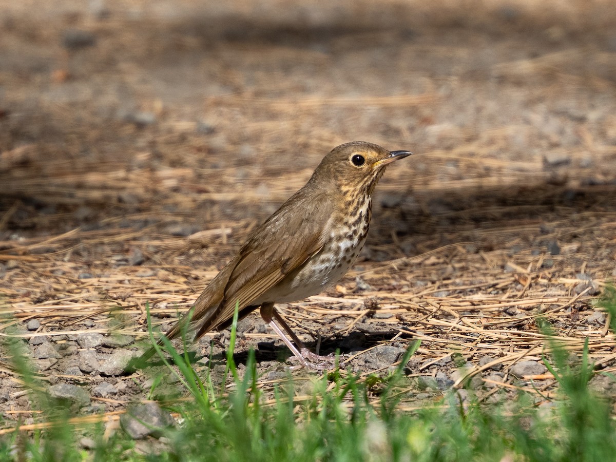 Swainson's Thrush - ML620316544