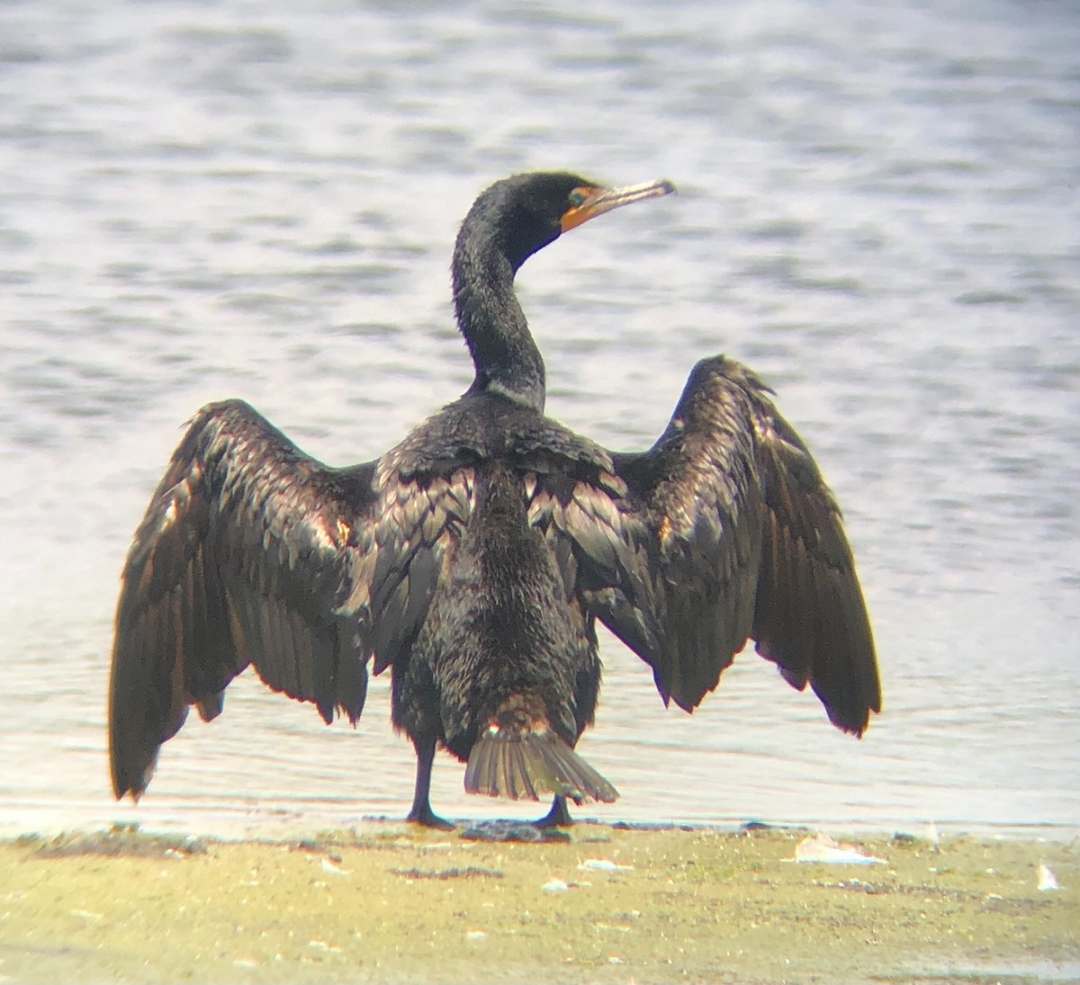 Double-crested Cormorant - ML620316546