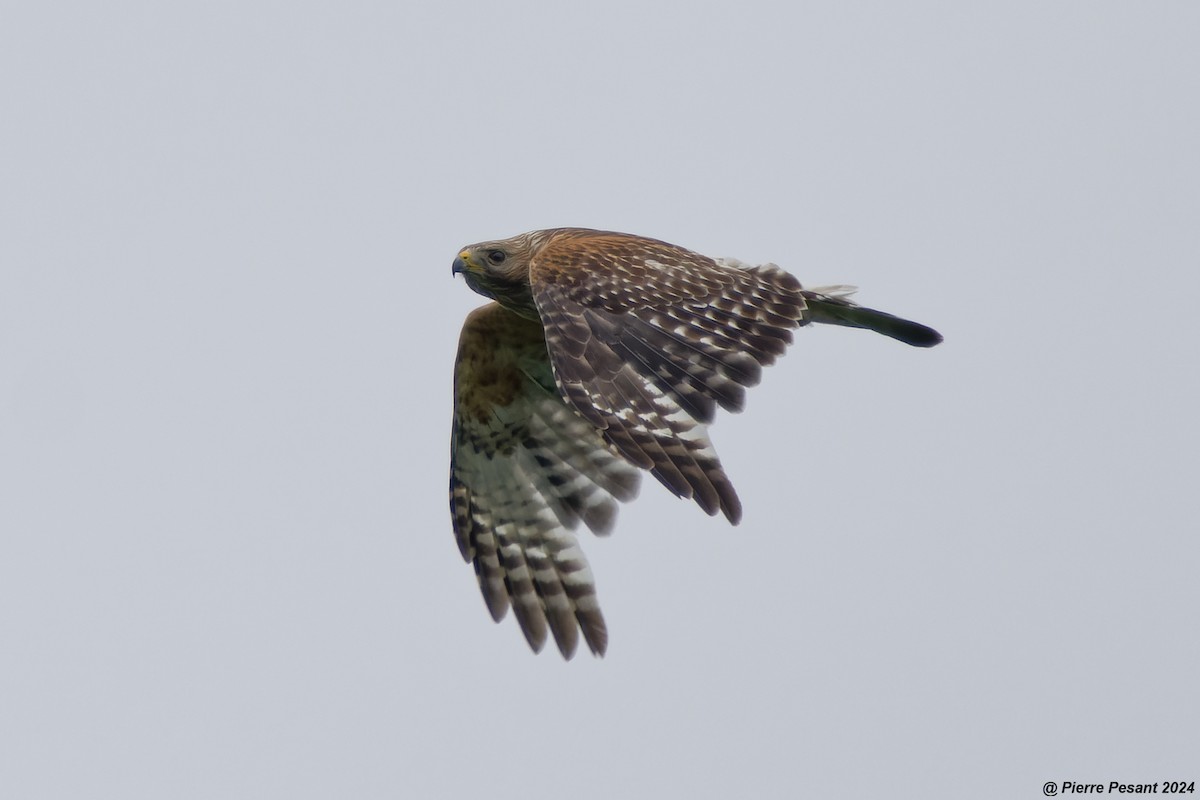 Red-shouldered Hawk - ML620316550