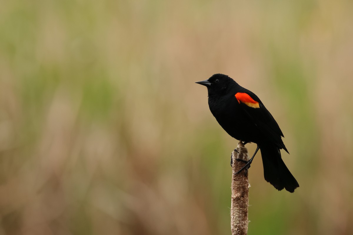 Red-winged Blackbird - ML620316553