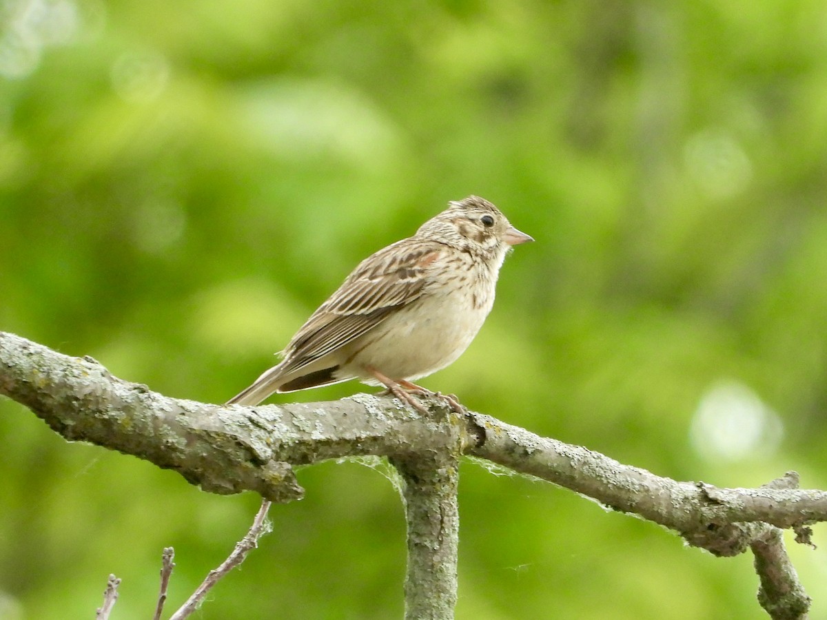 Vesper Sparrow - ML620316556