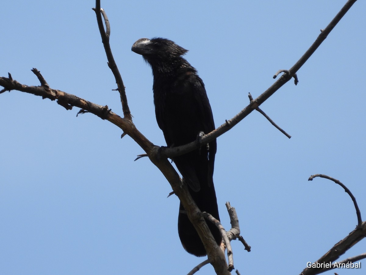 Smooth-billed Ani - ML620316559