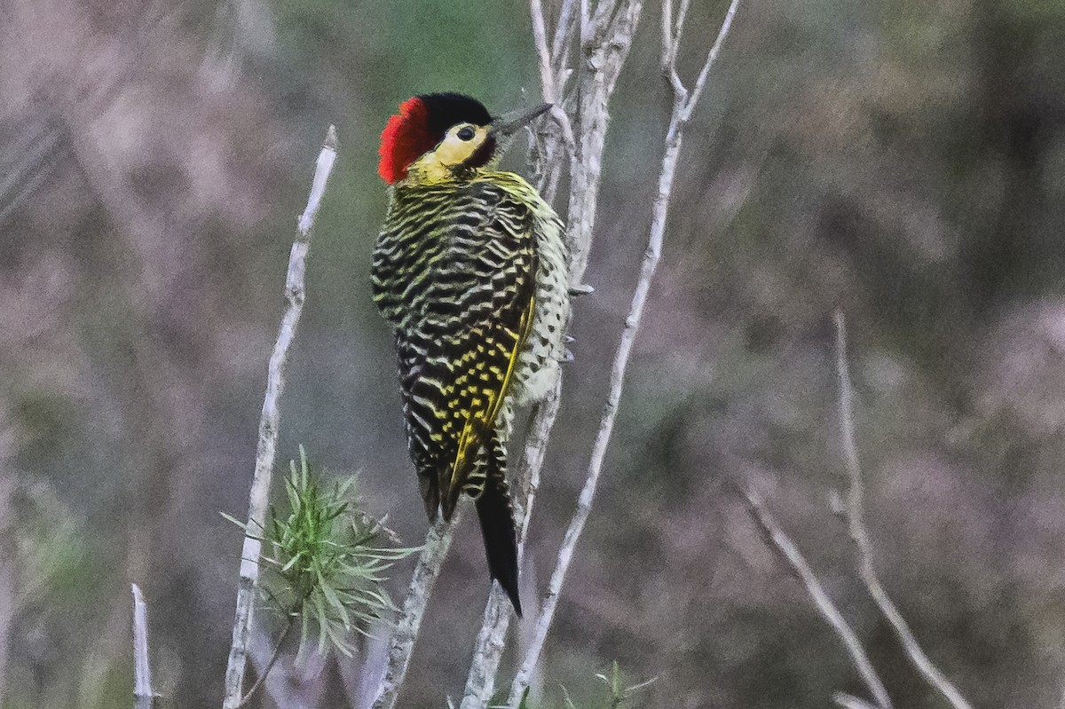 Green-barred Woodpecker - ML620316560