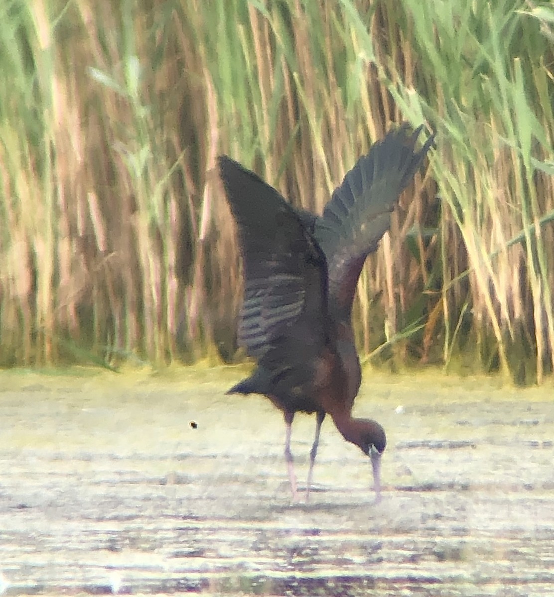 ibis hnědý - ML620316565