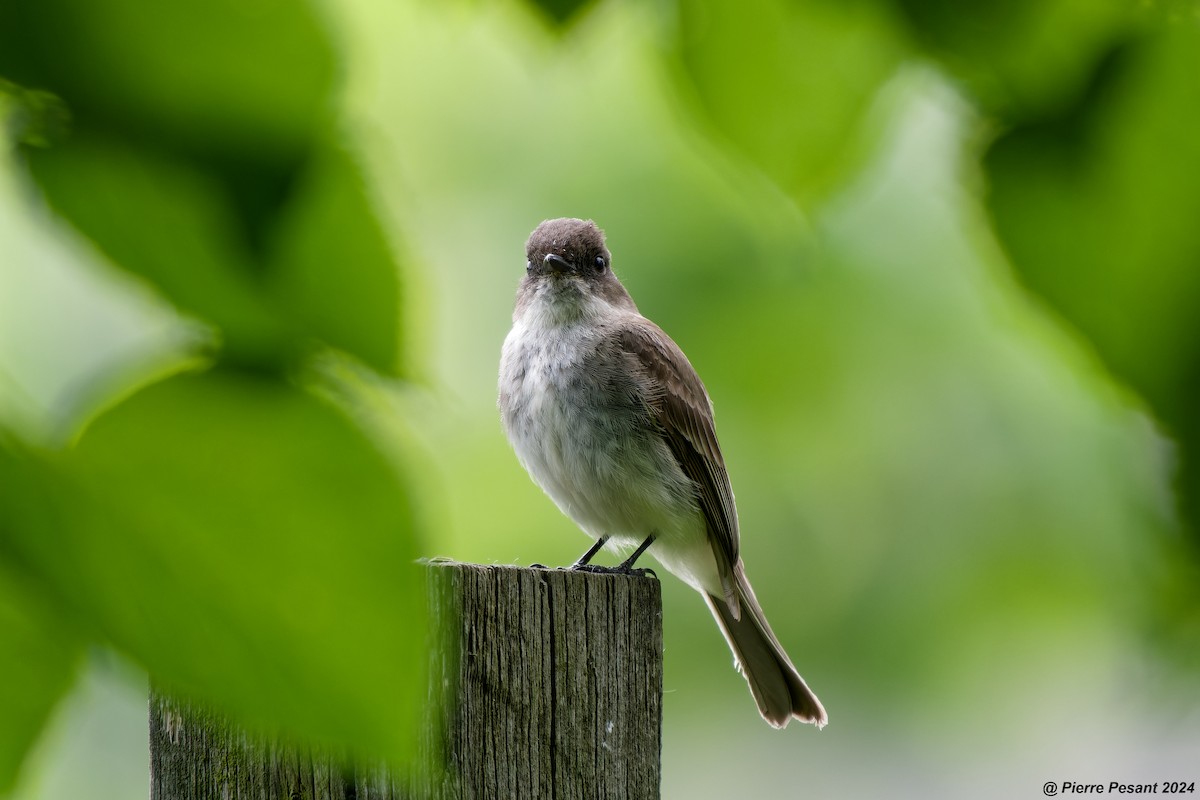 Eastern Phoebe - ML620316574