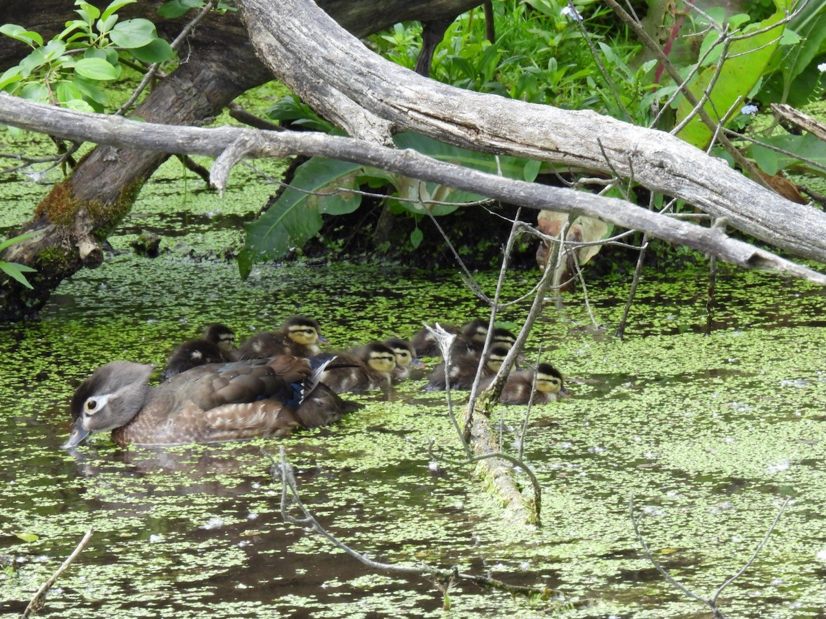 Wood Duck - ML620316577