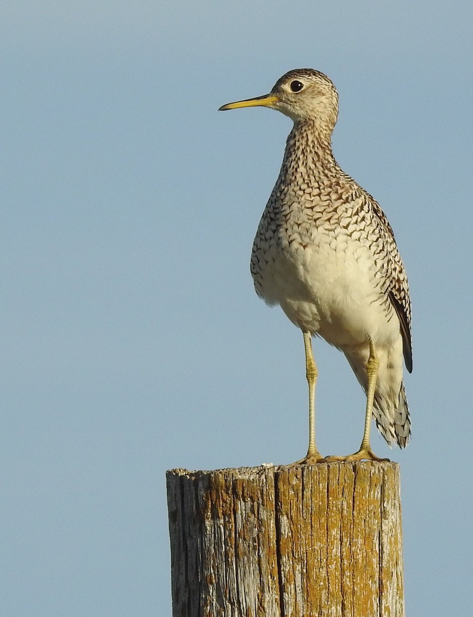 Upland Sandpiper - ML620316578