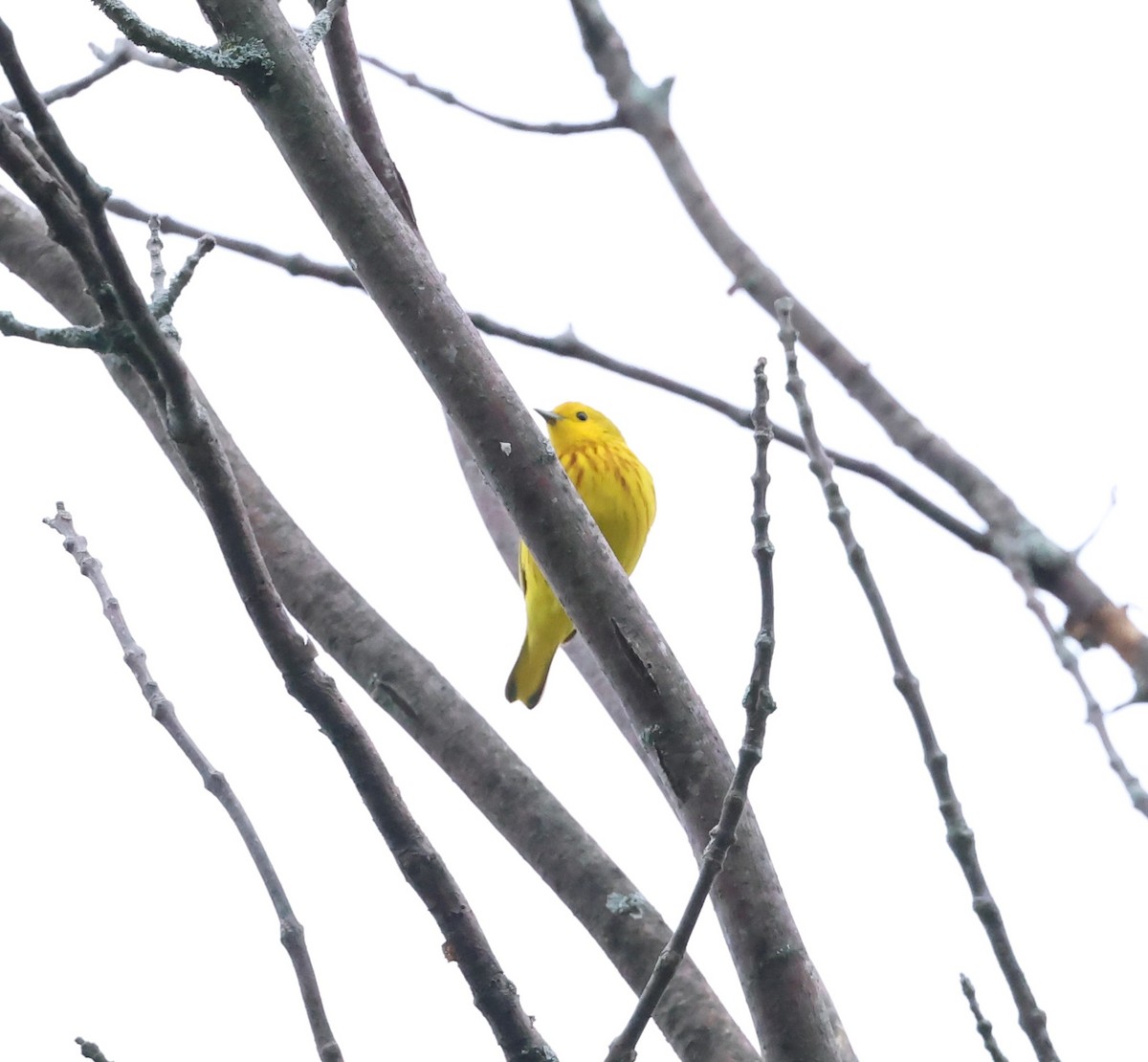 Yellow Warbler - ML620316579