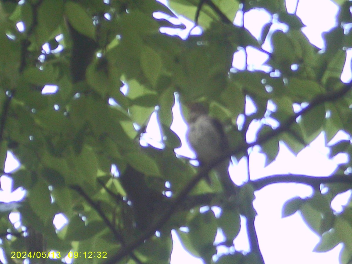 Swainson's Thrush - ML620316580