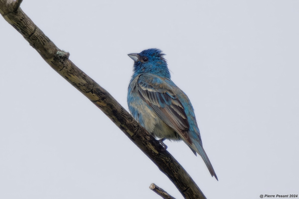 Indigo Bunting - ML620316581