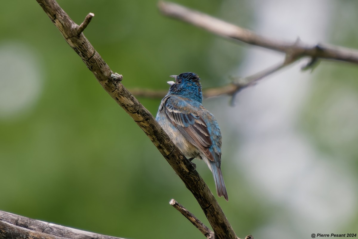 Indigo Bunting - ML620316582