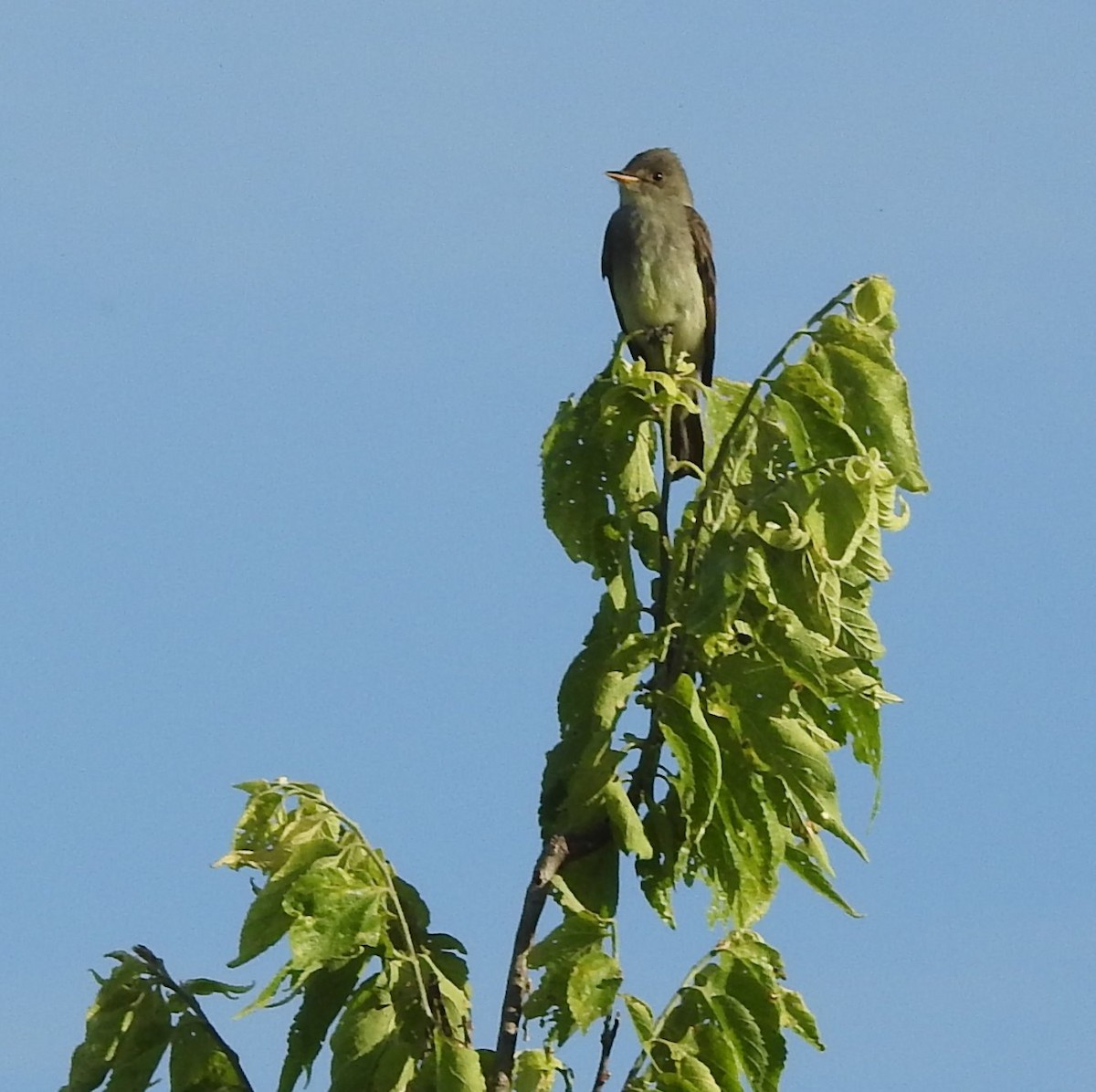 Eastern Wood-Pewee - ML620316587