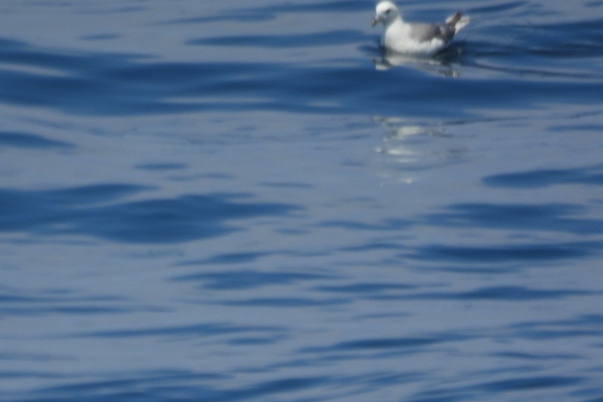 Northern Fulmar (Atlantic) - ML620316600