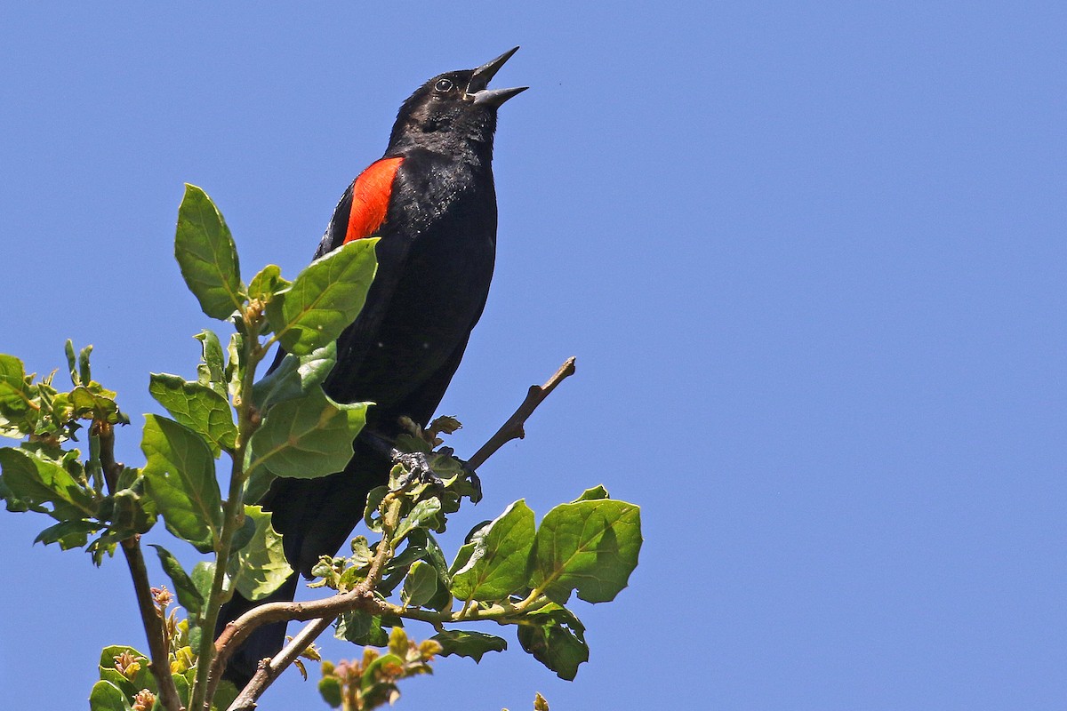 Red-winged Blackbird - ML620316602