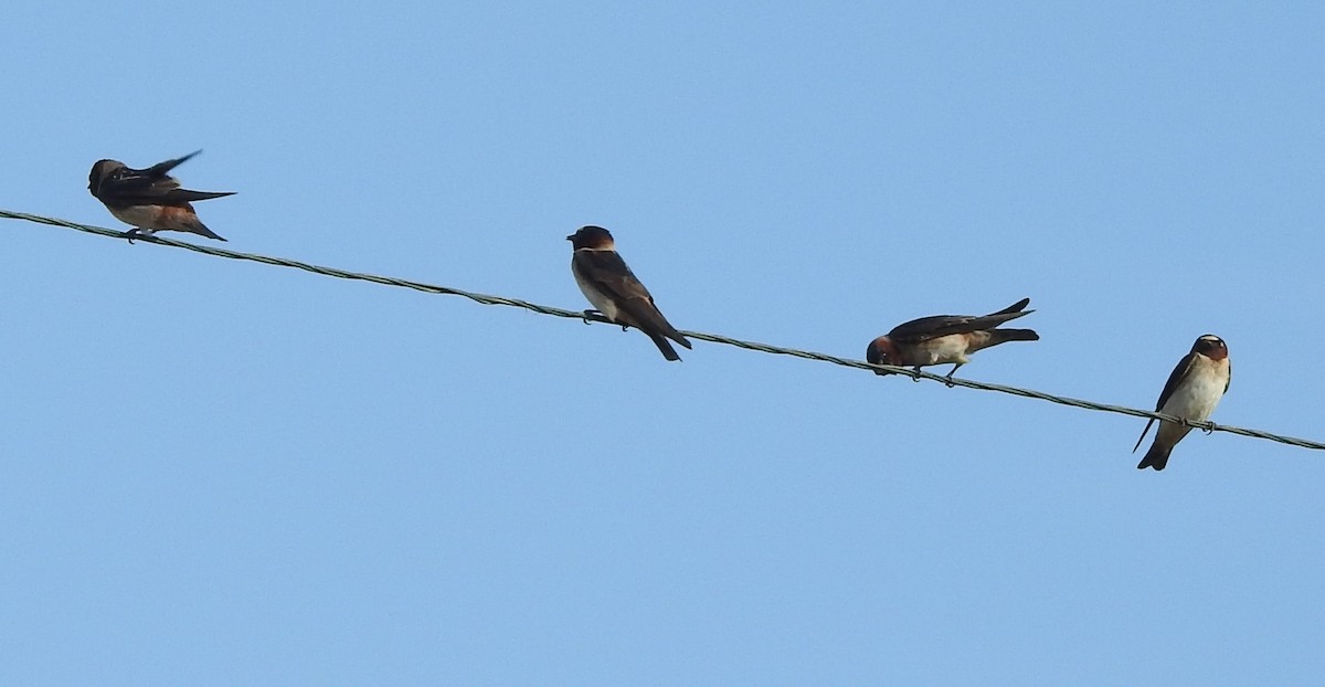 Cliff Swallow - ML620316603