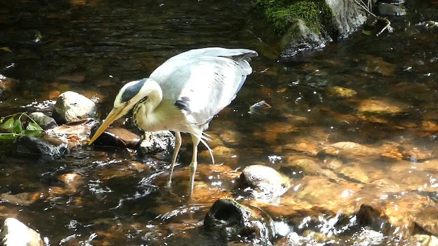 Gray Heron - ML620316604