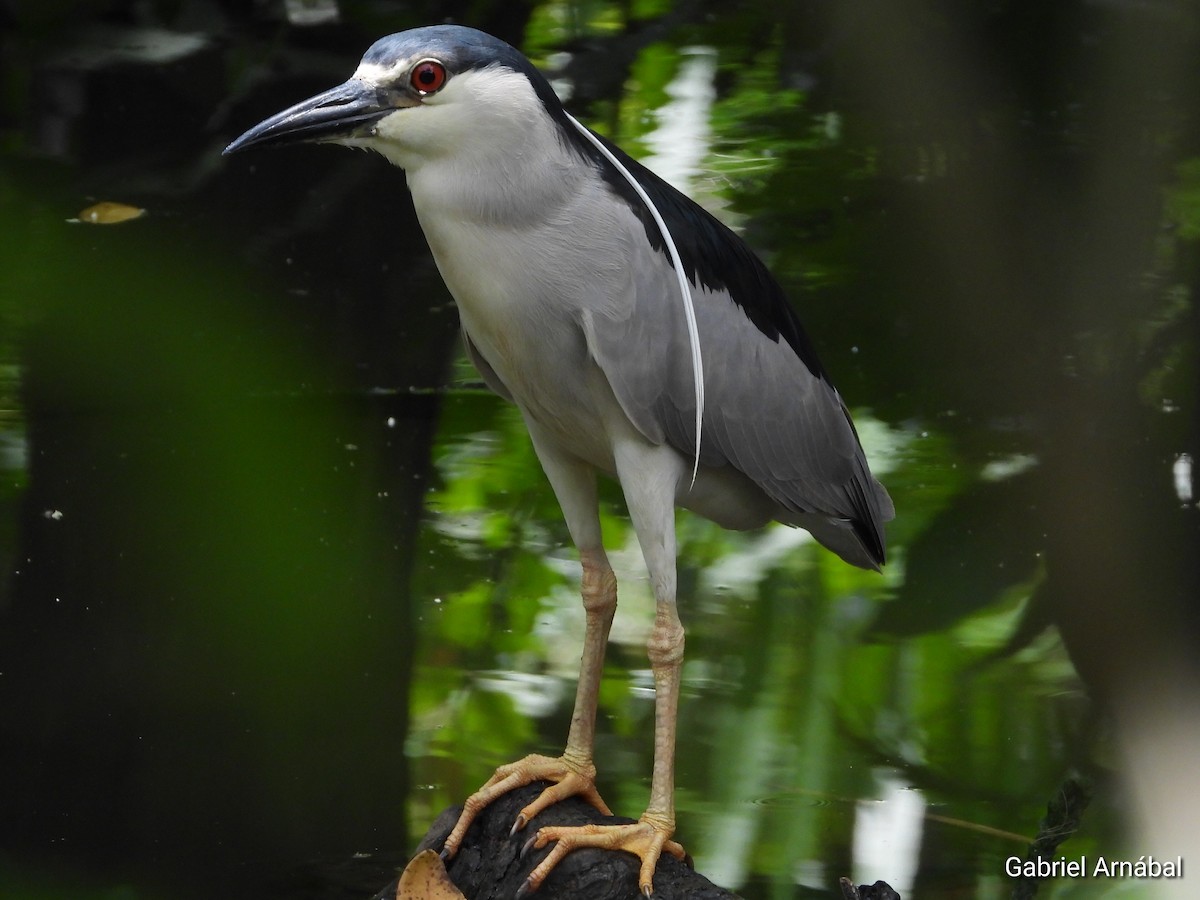 Black-crowned Night Heron - ML620316605