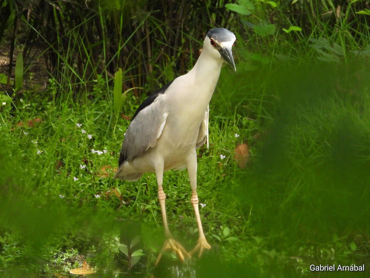 Black-crowned Night Heron - ML620316608