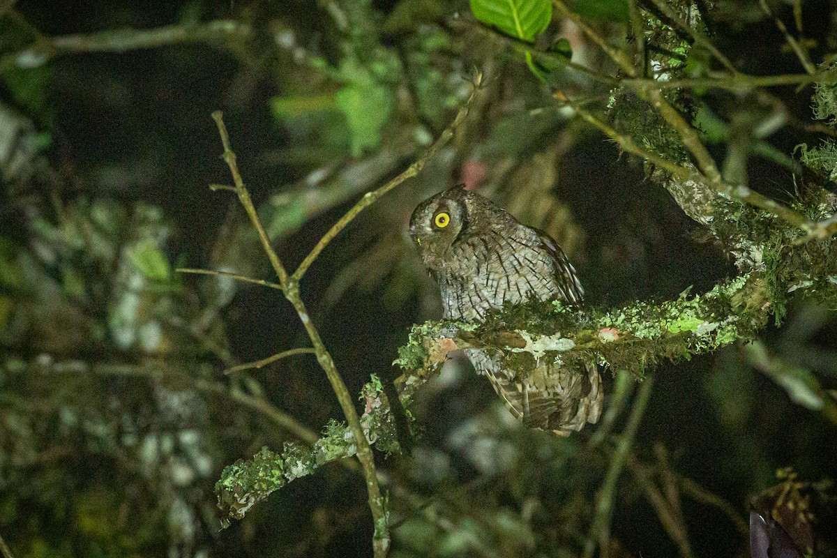 Tropical Screech-Owl - ML620316609