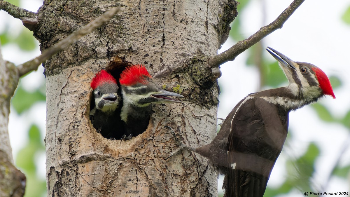 Pileated Woodpecker - ML620316617