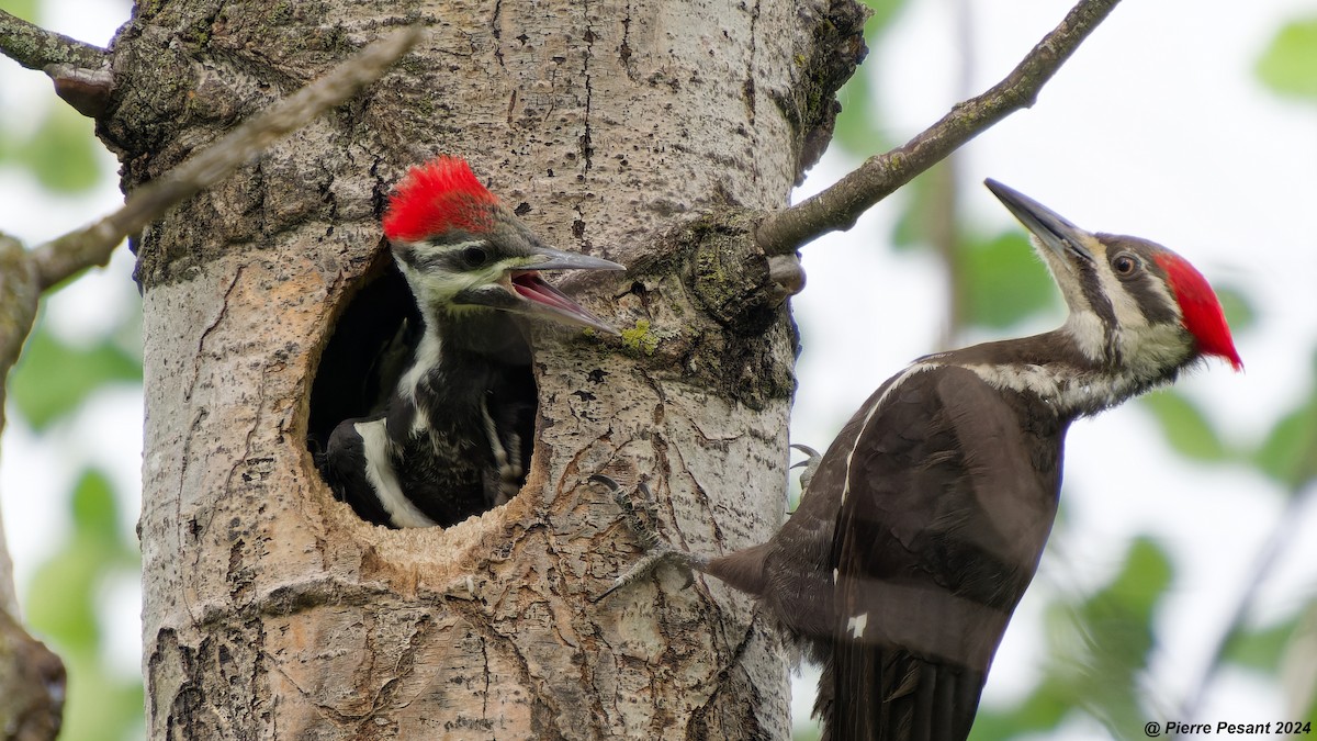 Pileated Woodpecker - ML620316618