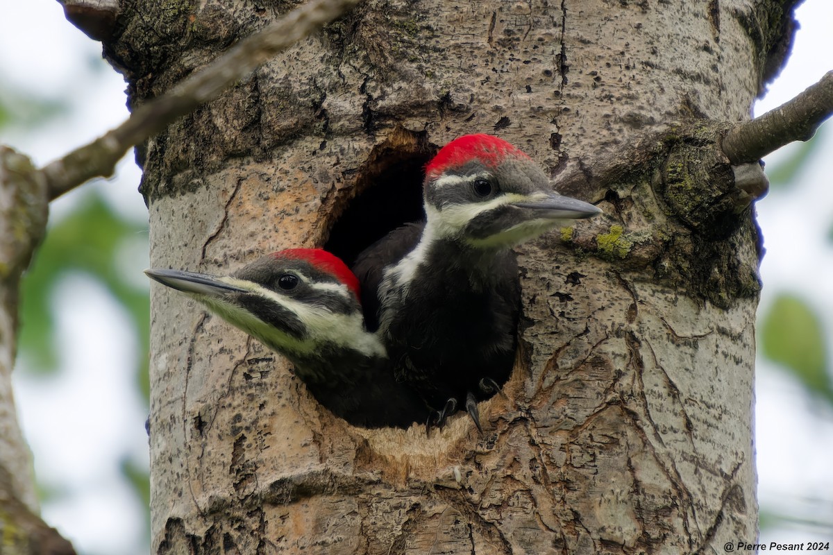 Pileated Woodpecker - ML620316619