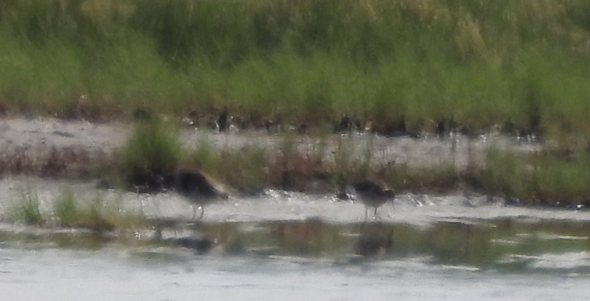 Wilson's Phalarope - ML620316626