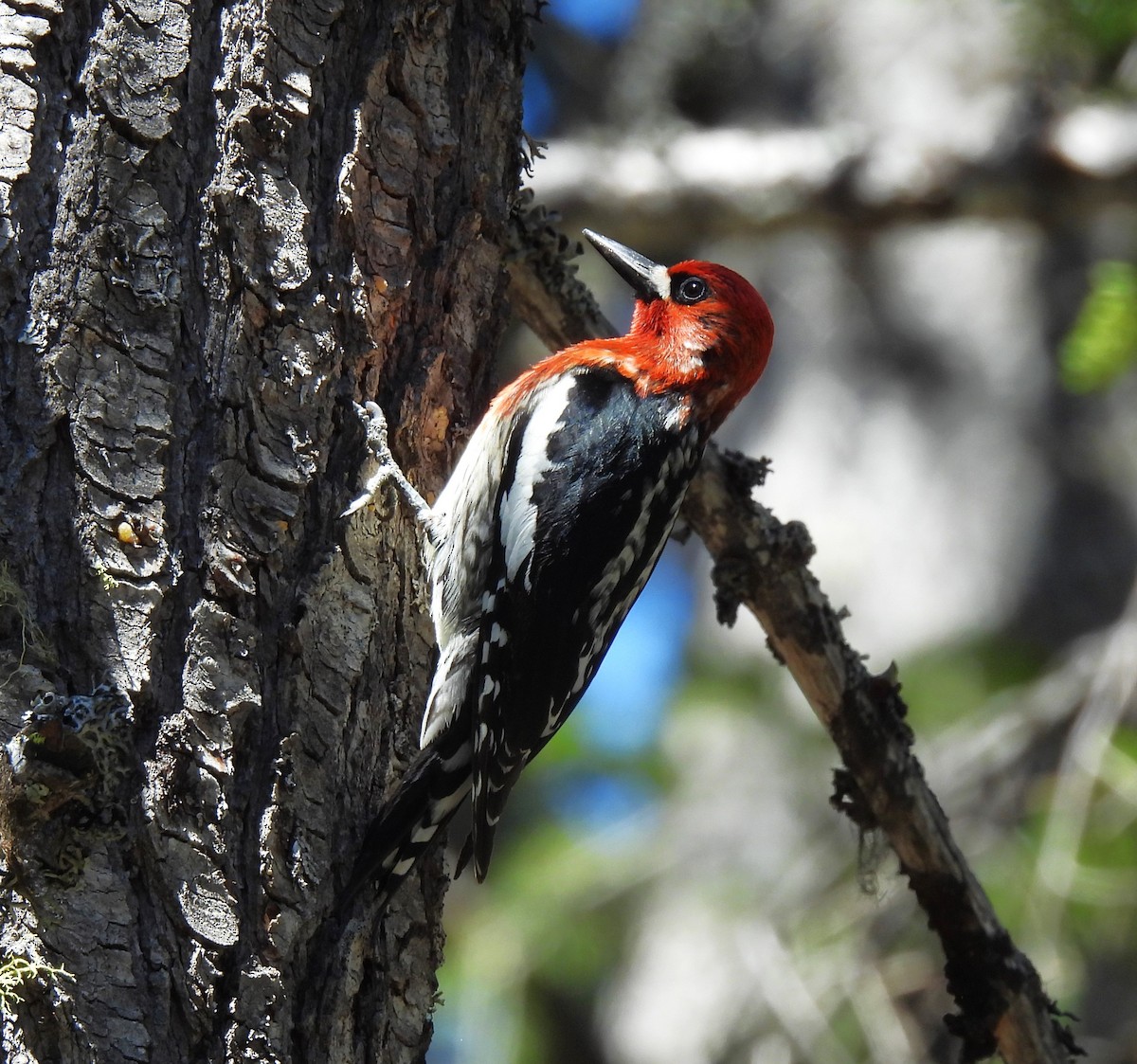 Red-breasted Sapsucker - ML620316627