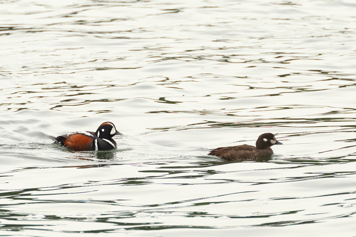 Harlequin Duck - ML620316629