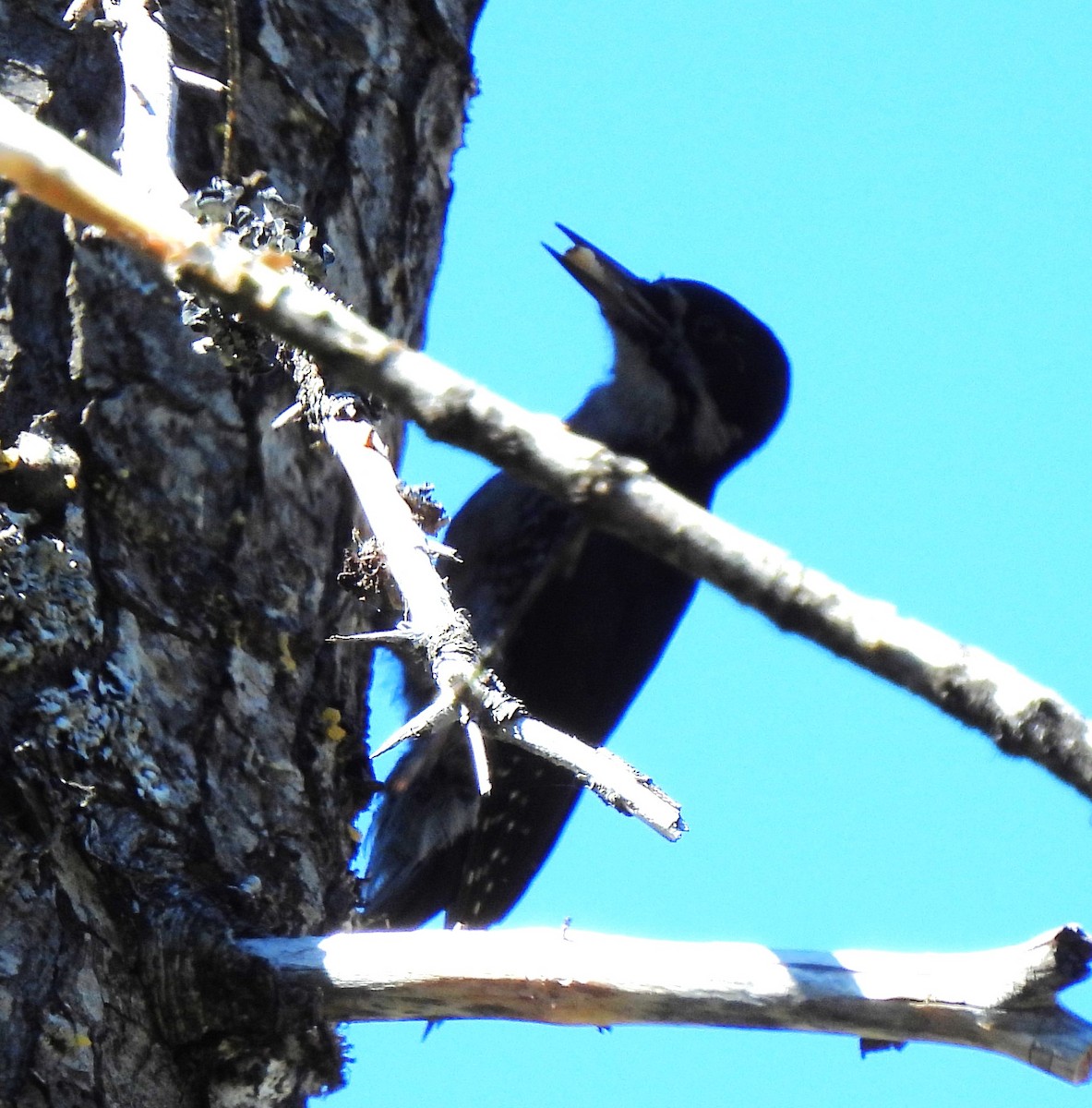 Black-backed Woodpecker - ML620316633