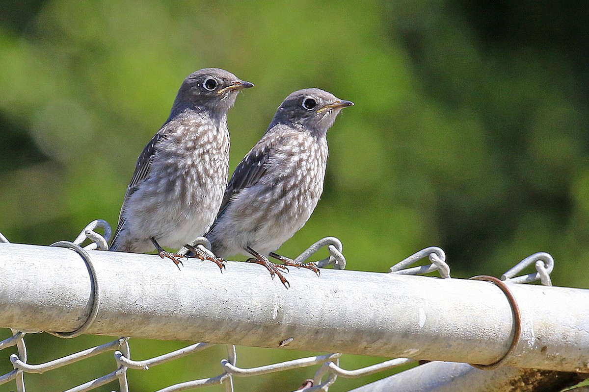 Western Bluebird - ML620316646